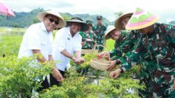 Sekda Provinsi Gorontalo Kunjungi Yonif TP 824/MO’E’A, Panen Bersama Wujudkan Ketahanan Pangan Nasional